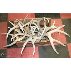 LARGE BOX WITH ANTLER SHEDS APPROX 20LBS