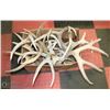 Image 1 : LARGE BOX WITH ANTLER SHEDS APPROX 20LBS