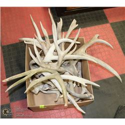 LARGE BOX WITH ANTLER SHEDS APPROX 20LBS