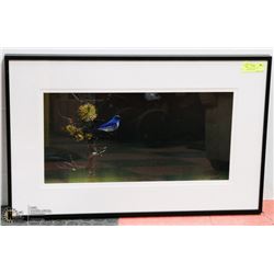 30X19 BLUE BIRD" FRAMED PHOTOGRAPHY PRINT