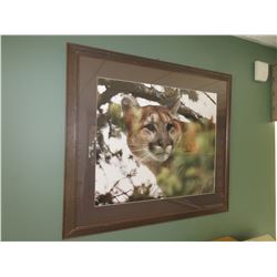 Cougar Print framed and matted 33 x 29 inches