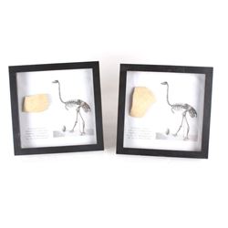 Elephant Bird Eggshell Ancient Fossil