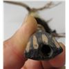 Image 13 : Plains Antler Pipe