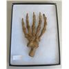 Image 1 : Large Fossil Cave Bear Claw