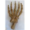 Image 2 : Large Fossil Cave Bear Claw