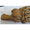 Image 8 : Large Fossil Cave Bear Claw