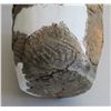 Image 17 : Japanese Jomon Corded Ware Collection
