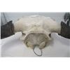 Image 10 : Old Bull Buffalo Skull