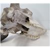 Image 11 : Old Bull Buffalo Skull