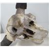 Image 12 : Old Bull Buffalo Skull