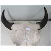 Image 13 : Old Bull Buffalo Skull