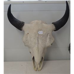 Old Bull Buffalo Skull