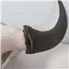 Image 3 : Old Bull Buffalo Skull