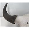 Image 4 : Old Bull Buffalo Skull