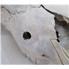Image 5 : Old Bull Buffalo Skull