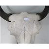 Image 6 : Old Bull Buffalo Skull