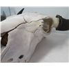 Image 7 : Old Bull Buffalo Skull