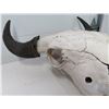 Image 8 : Old Bull Buffalo Skull