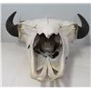 Image 9 : Old Bull Buffalo Skull