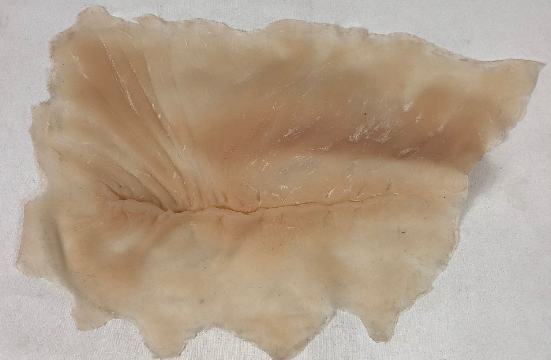 Tusk (2014) - Justin Long Walrus Skin Appliance (Backup)