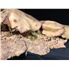 Image 13 : Tusk (2014) - Screen Used Dead Walrus Prop