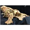 Image 9 : Tusk (2014) - Screen Used Dead Walrus Prop