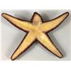 Image 2 : Hulk (2003) - Screen Used Starfish From Experiments Scene