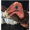 Image 4 : The Rage (2007) - Screen Used Full Size Vulture