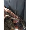 Image 5 : The Rage (2007) - Screen Used Full Size Vulture