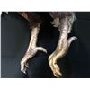 Image 6 : The Rage (2007) - Screen Used Full Size Vulture