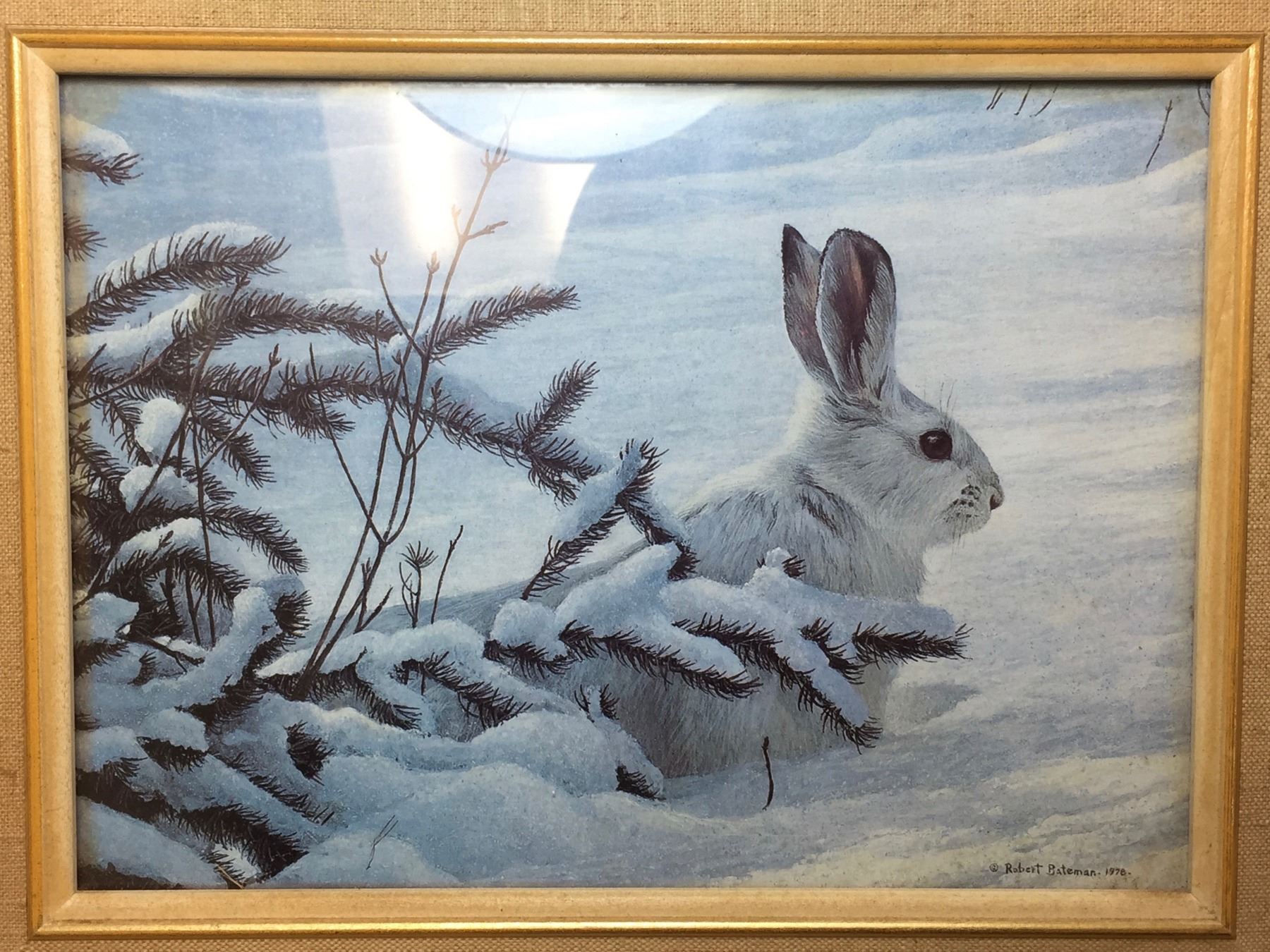 Robert Bateman 1978 White Rabbit Picture