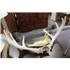 Image 1 : MOOSE JAW AND ANTLERS
