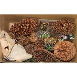 LARGE LOT OF LARGE PINE CONES, GREAT FOR