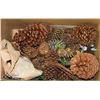 Image 1 : LARGE LOT OF LARGE PINE CONES, GREAT FOR