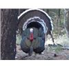 Image 2 : 4 Days, 3 Nights Gould’s Turkey Hunt in Mexico for 2 Hunters