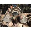Image 3 : 4 Days, 3 Nights Gould’s Turkey Hunt in Mexico for 2 Hunters