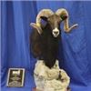 Image 2 : Taxidermy Gift Certificate from the New Mexico Taxidermy Association