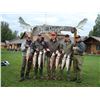 Image 4 : 6 Days / 5 Nights Fully Guided Salmon Fishing Trip for 1 Angler at McDougall Lodge, Lake Creek, Alas