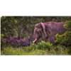 Image 4 : 6 Days / 6 Nights Photo Safari with Zulu Nyala for 2 People in Zululand, South Africa