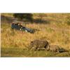 Image 6 : 6 Days / 6 Nights Photo Safari with Zulu Nyala for 2 People in Zululand, South Africa