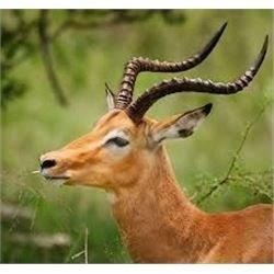 6 Day Plains Game Hunt in South Africa