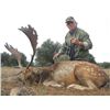 Image 2 : 4 Day Hunt in Spain for 1 Hunter and 1 Non-hunter with a Trophy Fee Credit