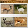 Image 1 : DE DUINE SAFARIS