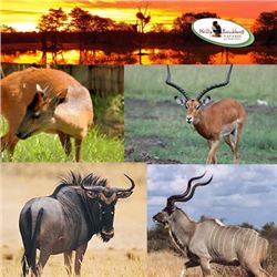 PHILLIP BRONKHORST SAFARIS