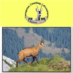 SAFARI ART (CHAMOIS)