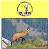 Image 1 : SAFARI ART (CHAMOIS)