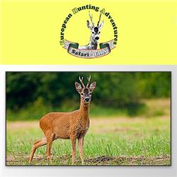 SAFARI ART (ROE DEER)