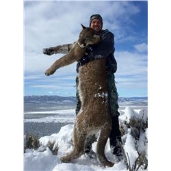 5 Day Hunt for a 1x1 Guided Trophy Mountain Lion Hunt in Utah