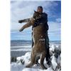 Image 1 : 5 Day Hunt for a 1x1 Guided Trophy Mountain Lion Hunt in Utah