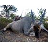 Image 1 : Seven Day Namibia Eland and Giraffe Hunt for One Hunter